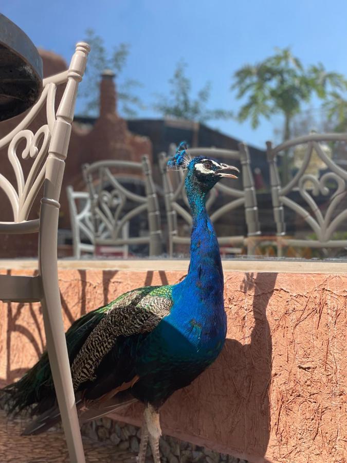 Vakantieboerderij La Vida Agadir