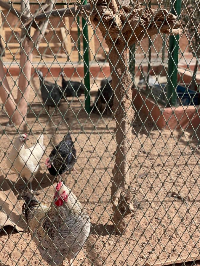 La Vida Farm stay Agadir